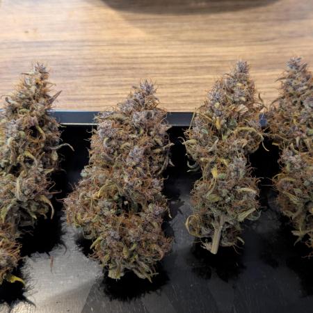 Dutch Passion Mix