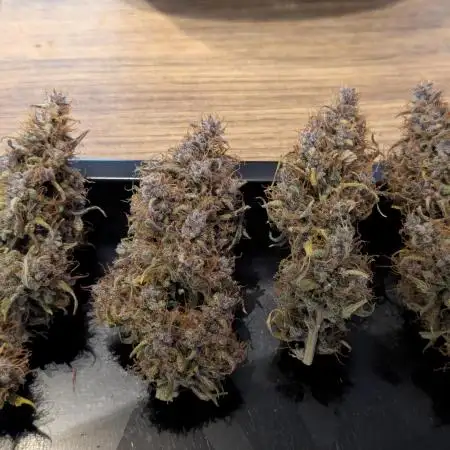 Dutch Passion Mix