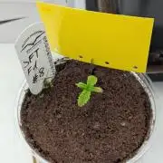 #8 Sour Fruit Tartare