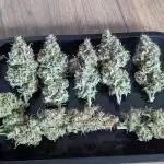 Dutch Passion Mix