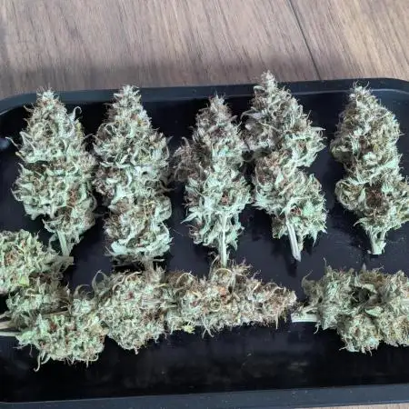 Dutch Passion Mix