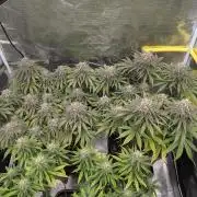 F032 The Blue Zushi Hybrid (Test Strain)
