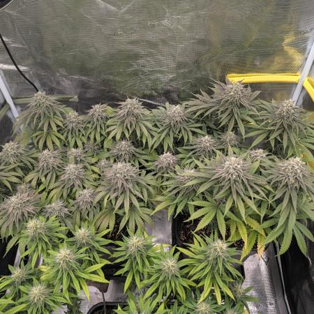 F032 The Blue Zushi Hybrid (Test Strain)