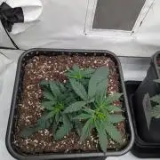 CBD Mazar