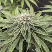 F032 The Blue Zushi Hybrid (Test Strain)