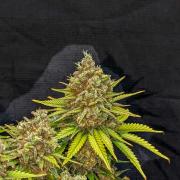 Bubblegum XL