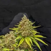 Bubblegum XL