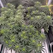 CBD Mazar