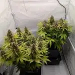 Dutch Passion Mix