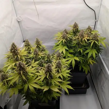 Dutch Passion Mix