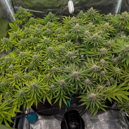 #8 Sour Fruit Tartare