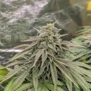 F032 The Blue Zushi Hybrid (Test Strain)