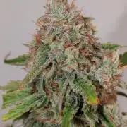Apollo F1 + CBD Blackberry Kush