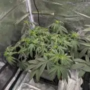 F025 White Sweet Candy OG One