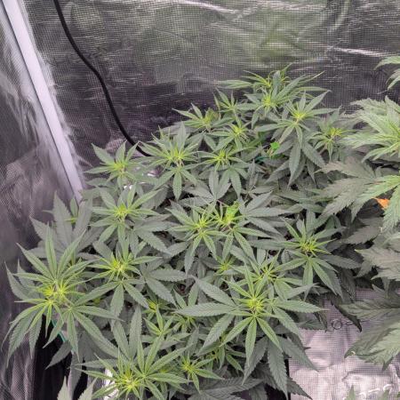 CBD Mazar