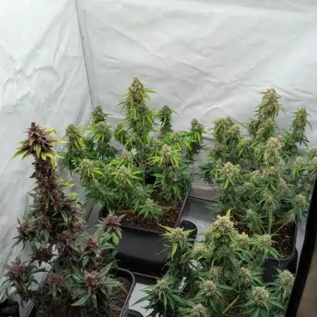 Apollo F1 + CBD Blackberry Kush