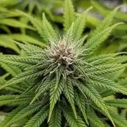 #8 Sour Fruit Tartare