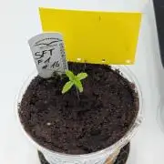 #16 Sour Fruit Tartare