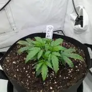 #8 Sour Fruit Tartare