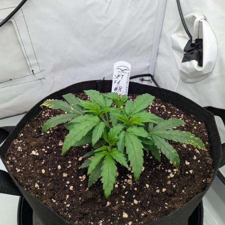 #8 Sour Fruit Tartare