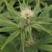 Bubblegum XL