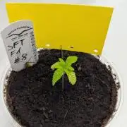 #8 Sour Fruit Tartare