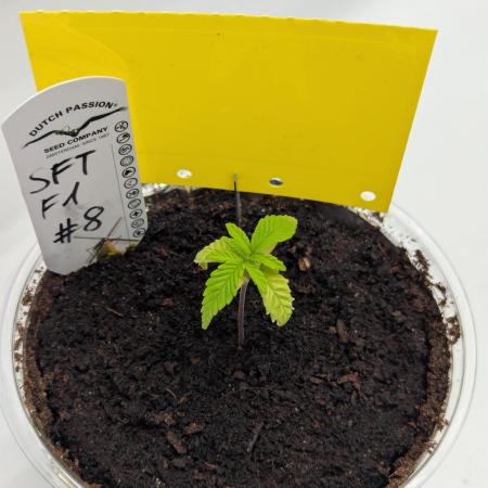 #8 Sour Fruit Tartare