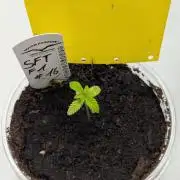 #16 Sour Fruit Tartare