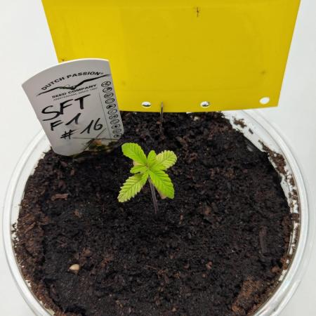 #16 Sour Fruit Tartare