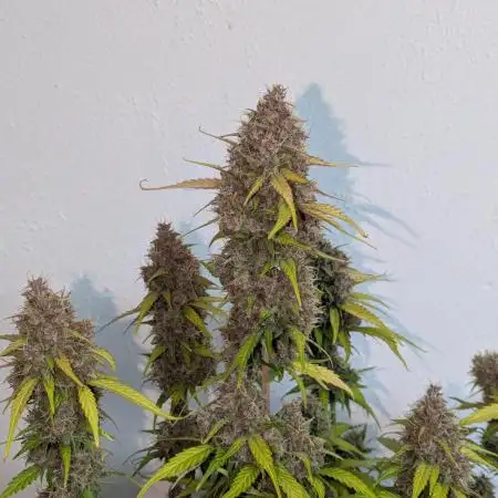 Dutch Passion Mix