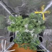 F032 The Blue Zushi Hybrid (Test Strain)