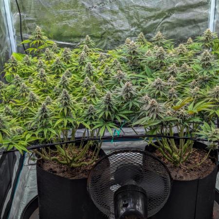 #8 Sour Fruit Tartare