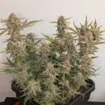 Super Boof feat. Auto Euforia