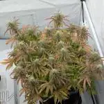 Super Boof feat. Auto Euforia