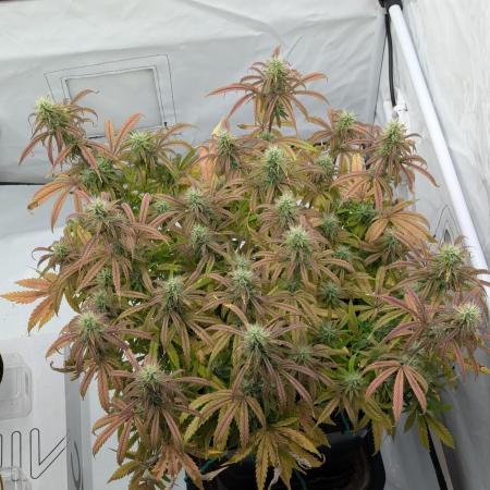 Super Boof feat. Auto Euforia