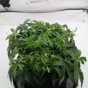 #8 Sour Fruit Tartare