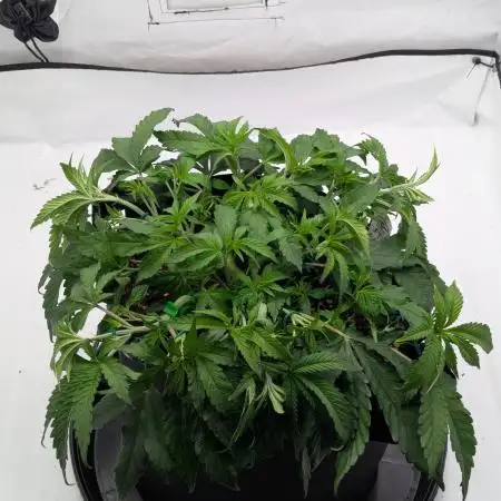 #8 Sour Fruit Tartare