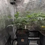 F025 White Sweet Candy OG One