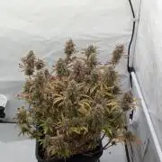 Super Boof feat. Auto Euforia