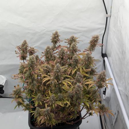 Super Boof feat. Auto Euforia