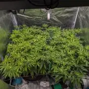 #16 Sour Fruit Tartare