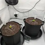 #16 Sour Fruit Tartare