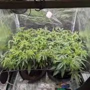 #8 Sour Fruit Tartare