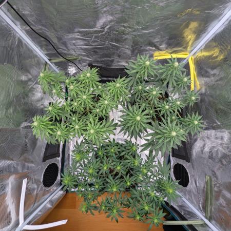 CBD Mazar