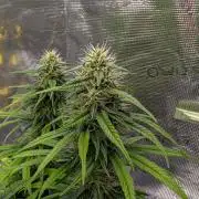 CBD Mazar