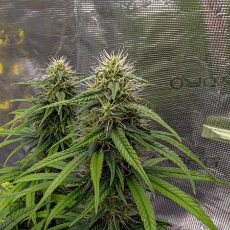 CBD Mazar