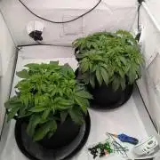 #16 Sour Fruit Tartare