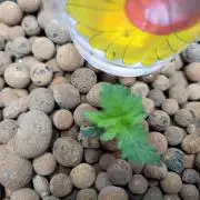 Zamnesia Seeds Blueberry Muffin