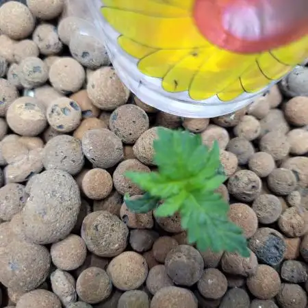 Zamnesia Seeds Blueberry Muffin