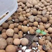 Zamnesia seeds Pineapple Express F1 Auto